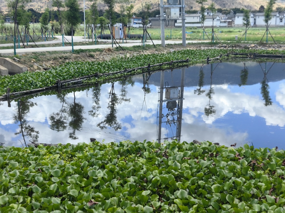 A pond full of water plants, a pun on research watering
