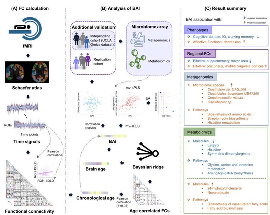 Flowchart for the Brain-Gut Crosstalk paper
