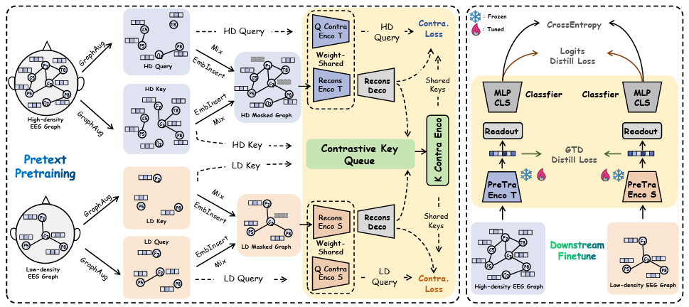Flowchart for the EEG graph contrastive distillation paper