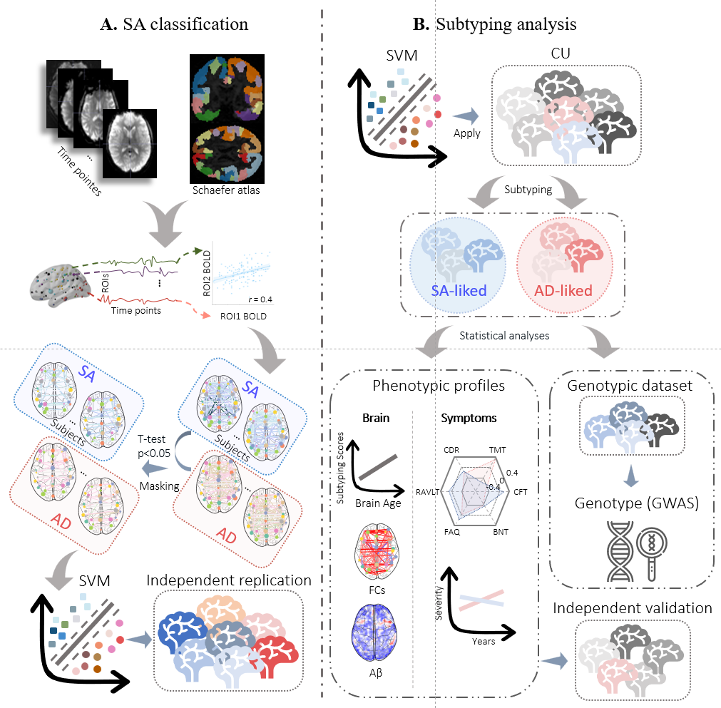 Flowchart for the Superagers connectome paper